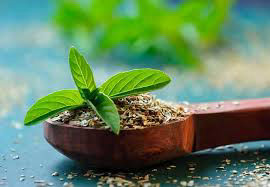 Basil (Holy Basil / Tulsi)