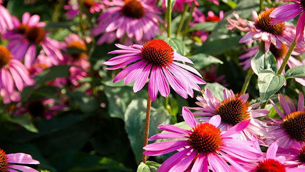 Echinacea