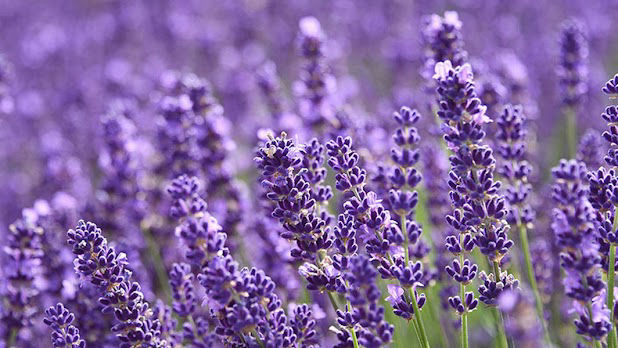Lavender