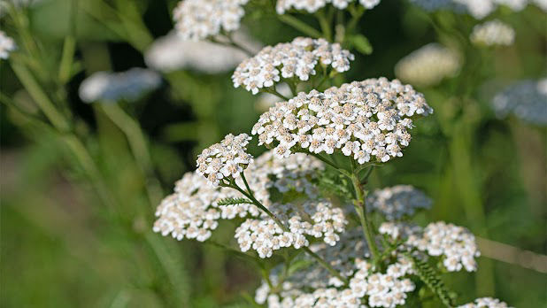 Yarrow